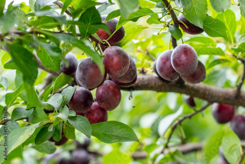 Obraz na płótnie Close-up image of ripe plums on a tree branch, with green leaves and natural lighting w salonie