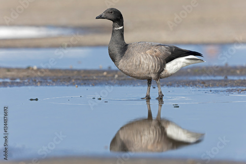 An adult rotgans (Branta bernicla) resting along the coast.