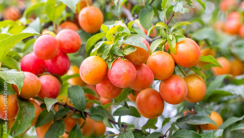 Obraz na płótnie Close-up image of ripe apricots on a tree branch with green leaves and natural lighting w salonie