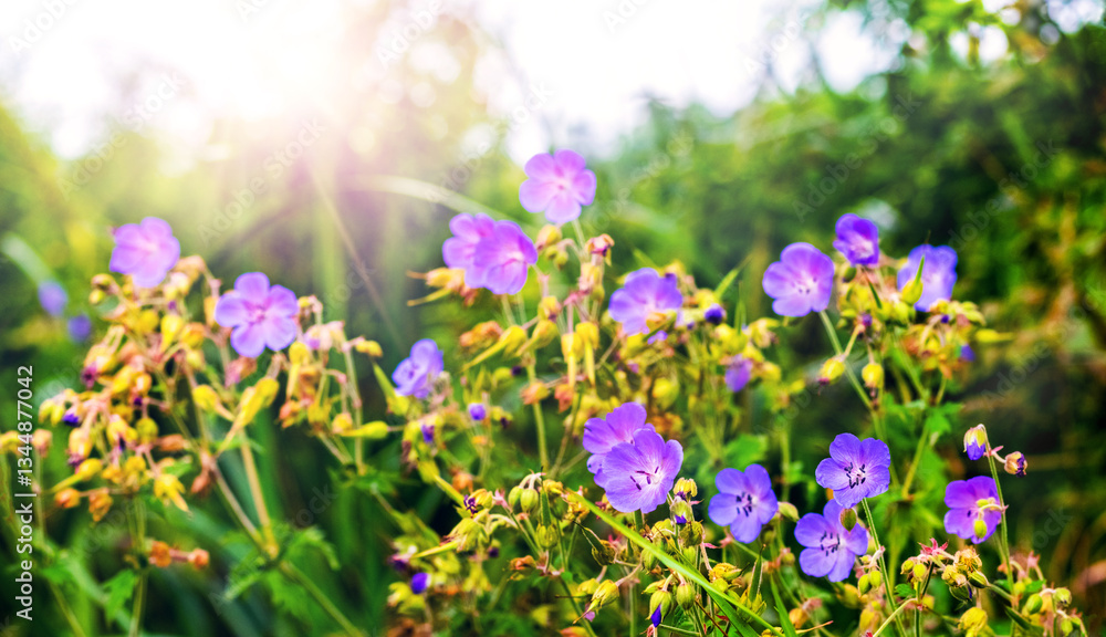 Photography of purple geranium flowers in a green meadow with a sunlight flare in the background