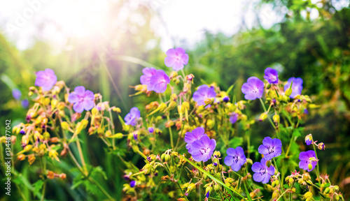 Obraz na płótnie Photography of purple geranium flowers in a green meadow with a sunlight flare in the background w salonie