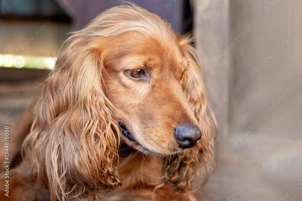 Portrait of a golden cocker spaniel looking to the side, with a sad expression
