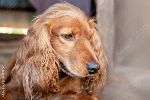 Obraz na płótnie Portrait of a golden cocker spaniel looking to the side, with a sad expression w salonie