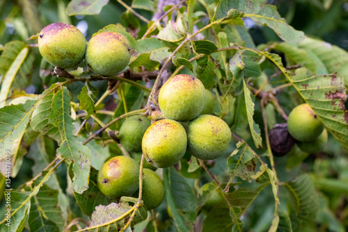 Close-up image of green walnuts on a tree branch with green leaves and natural lighting