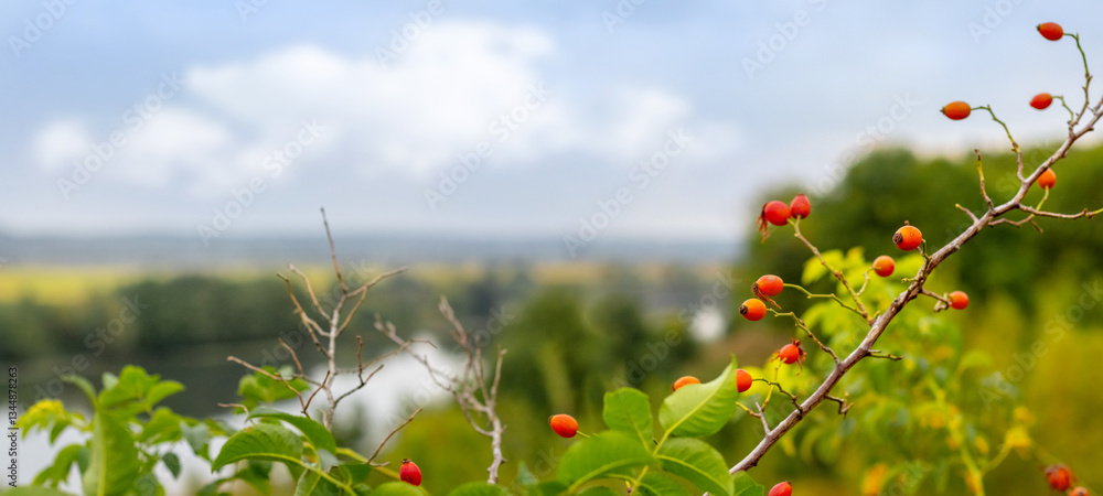 rosehip branch with red berries against a blurred landscape with a river and trees