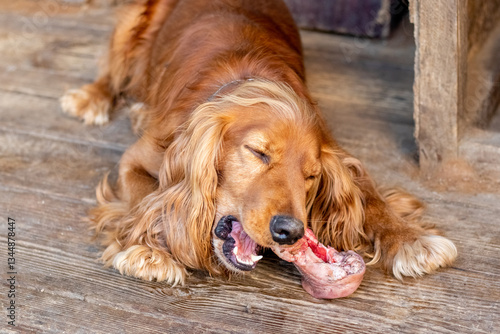 Obraz na płótnie Golden cocker spaniel lying on a wooden floor and gnawing on a bone with meat w salonie