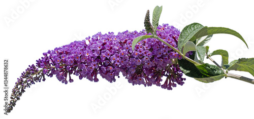 Tableau sur toile Fleur de Buddleia mauve