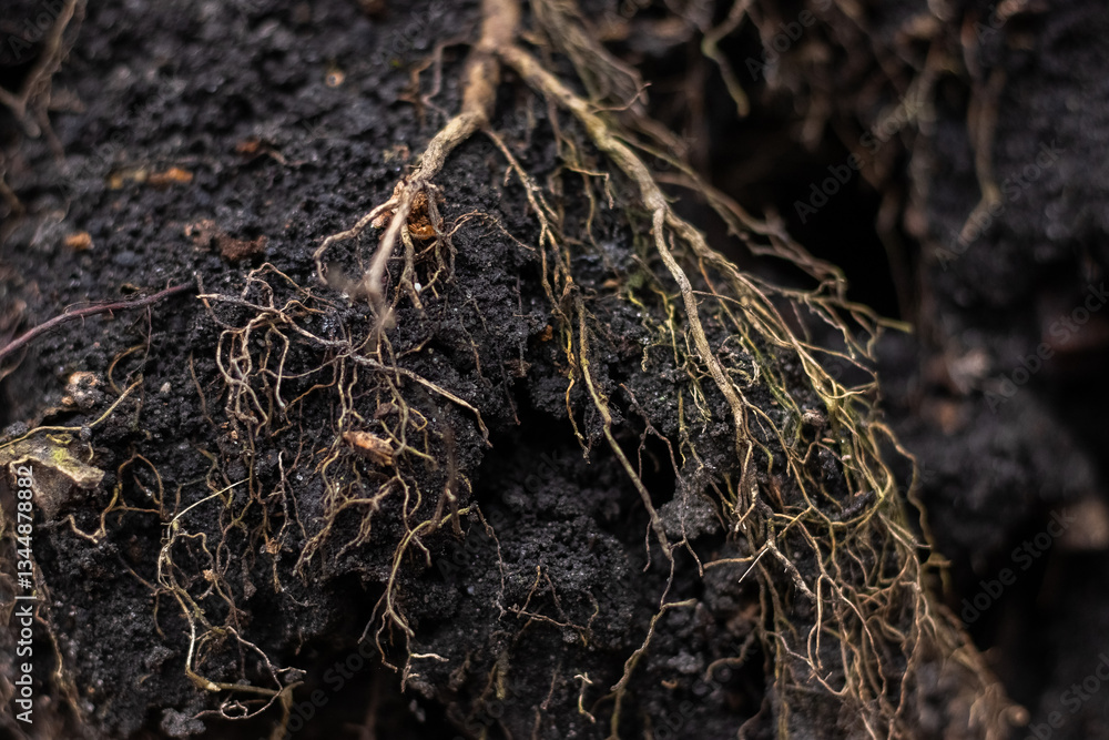 Close-up image of exposed plant roots on dark soil with detailed texture