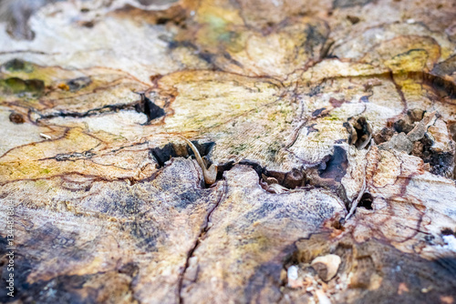 Obraz na płótnie Close-up image of the texture of an old tree stump cut with cracks, patterns and colored spots w salonie