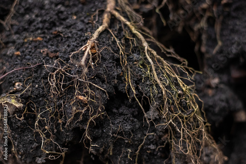 Obraz na płótnie Close-up image of exposed plant roots on dark soil with detailed texture w salonie