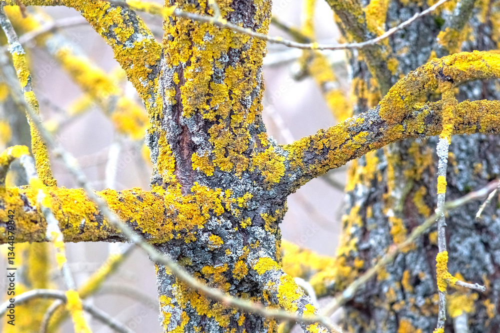Close-up image of a tree trunk and branches densely covered with yellow lichen, with detailed bark texture