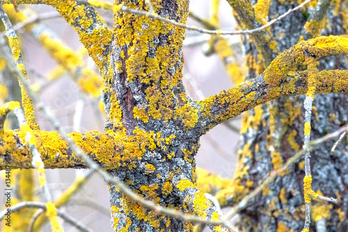 Close-up image of a tree trunk and branches densely covered with yellow lichen, with detailed bark texture
