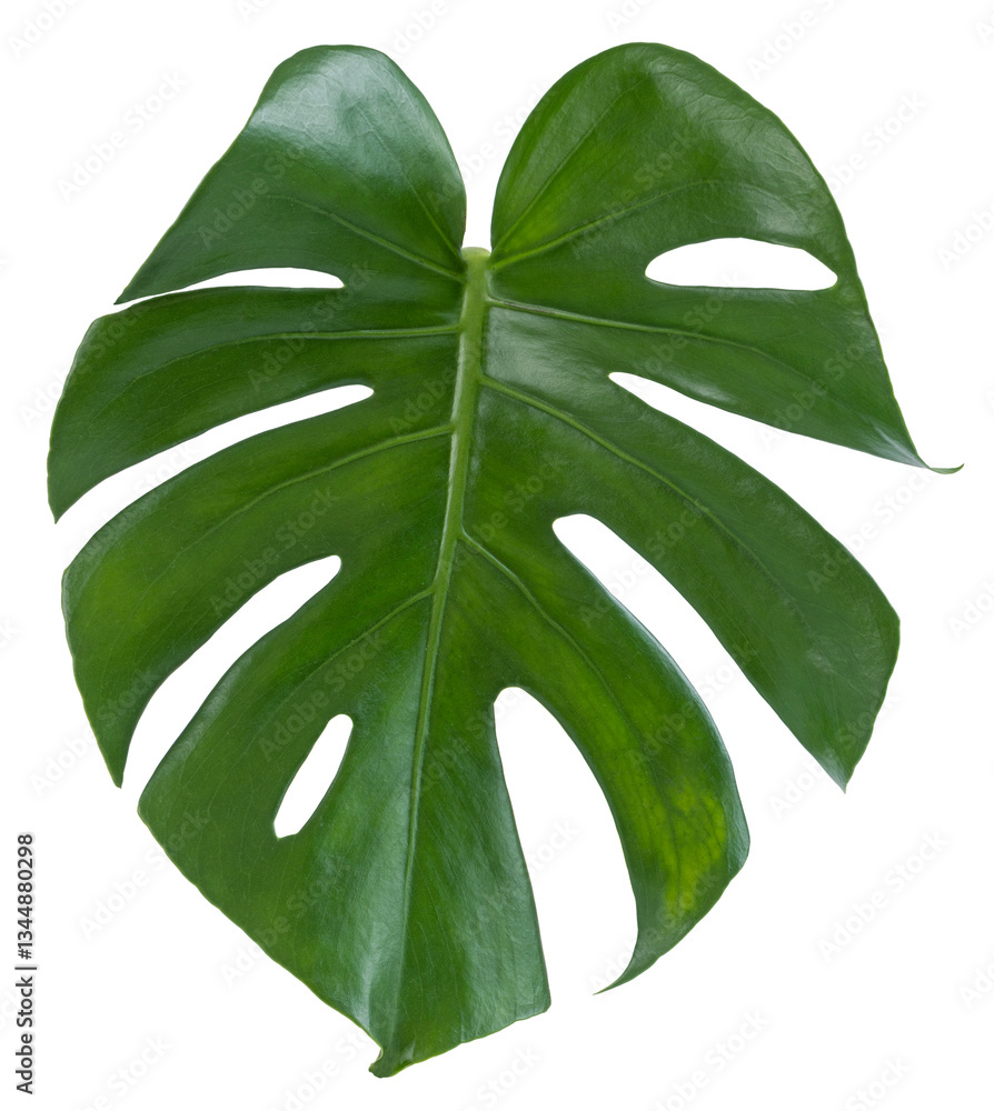 Fototapeta premium Feuille de Philodendron Monstera 