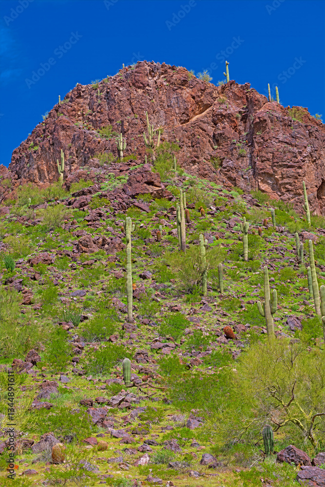 Saguaro Growing On the Sides of a Desert Peak