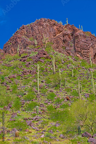 Obraz na płótnie Saguaro Growing On the Sides of a Desert Peak w salonie