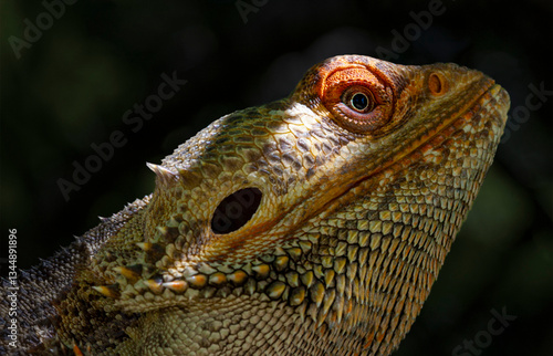 bearded dragon lizard