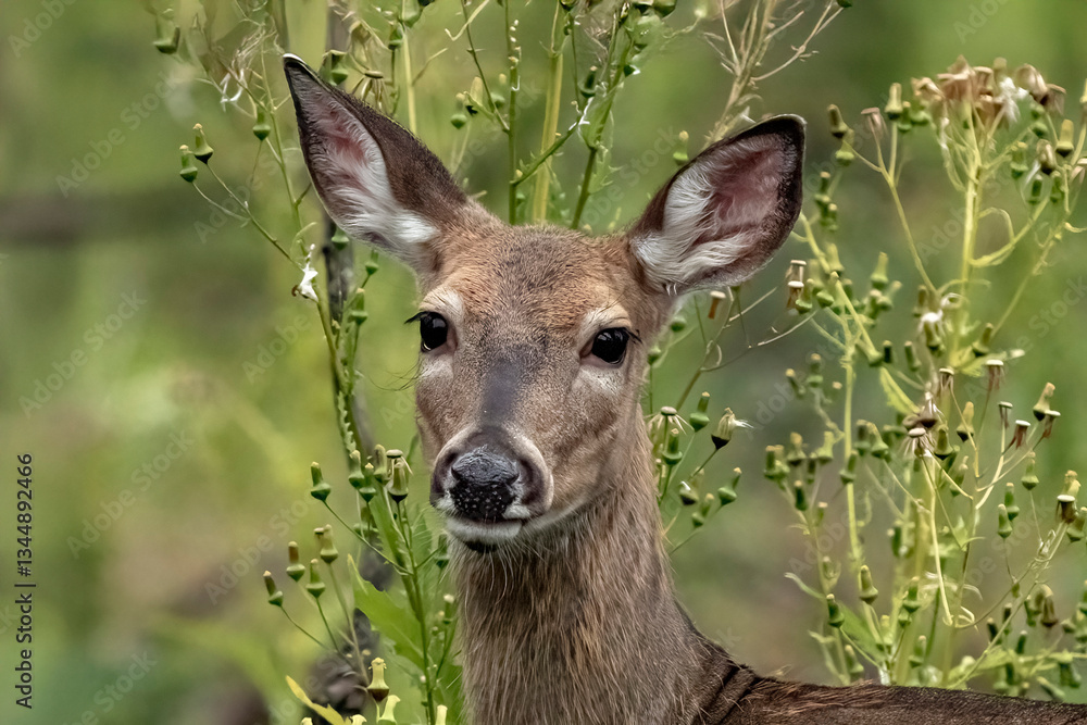 Fototapeta premium deer in the forest