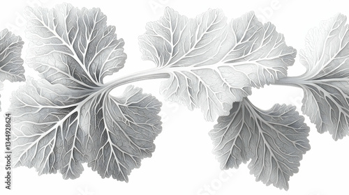 Grey leaves branch, botanical illustration, white background, design element