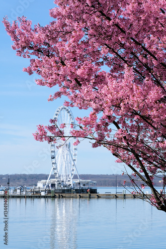 Cherry trees blossoming; a Ferris wheel in the far background