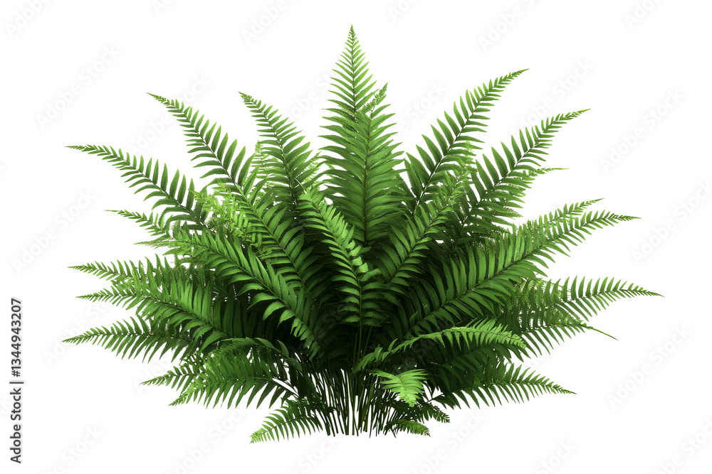 Fototapeta premium Lush green fern with vibrant fronds on a transparent background