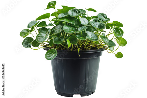 Wallpaper Mural Lush Green Pilea Peperomioides Plant in Black Pot, Isolated on Black Background, Studio Shot Torontodigital.ca