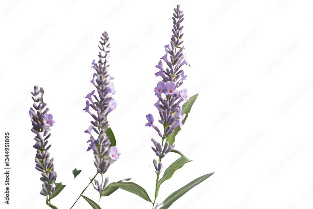 Naklejka premium Purple Flowers Blooming Lavender Botanical Illustration Floral Design Nature Photography