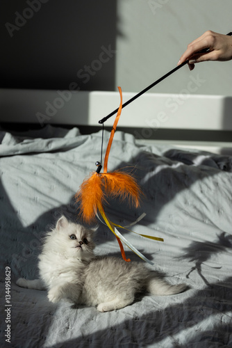 Konstfotografi Adorable Gray and White Kitten Playfully Chasing a Colorful Feather Toy in Sunli
