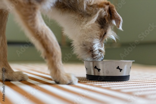 Fototapete cute puppy without breed eats food from his bowl