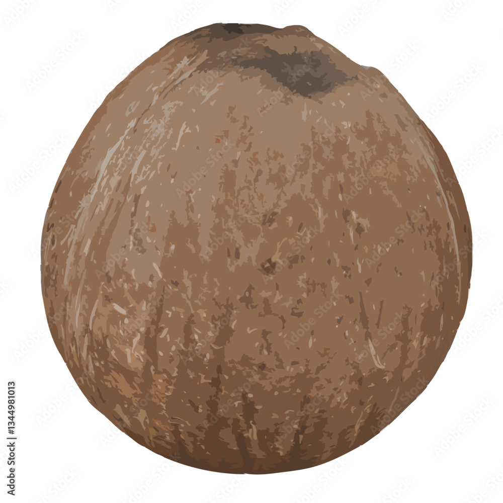 Fototapeta premium Coconut illustration