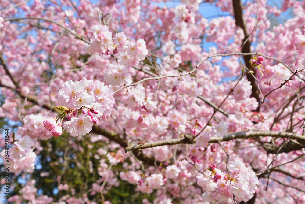Paris, France. Cherry blossoms in bloom at Parc Monceau. March 15, 2025. Paris, France. Cherry blossoms in bloom at Parc Monceau. March 15, 2025.