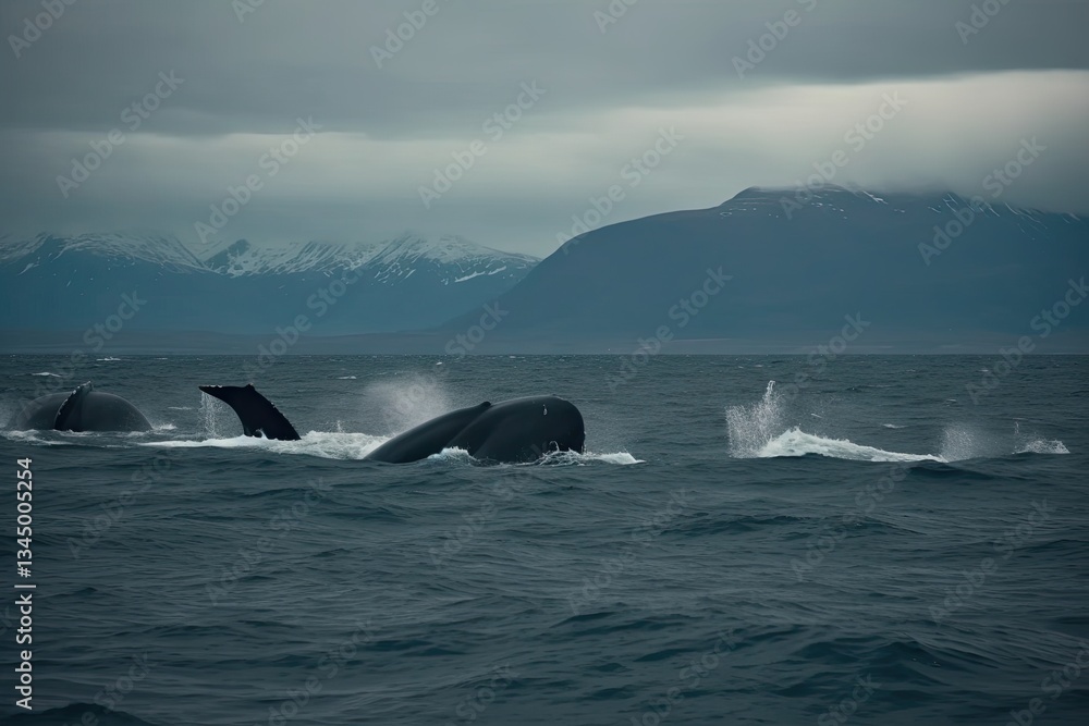 Fototapeta premium Humpback Whales breaching in Alaskan waters