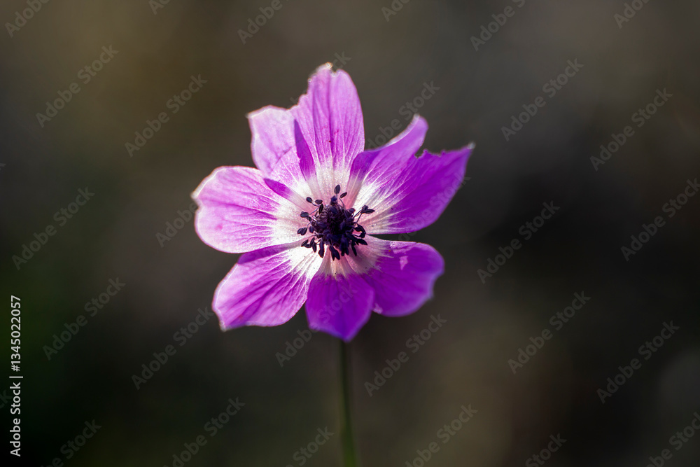 A poppy anemone flower with purple color. Anemone coronaria. Green nature background. Springtime in Greece. Selective focus. A poppy anemone flower with purple color. Anemone coronaria. Green nature background. Springtime in Greece. Selective focus.