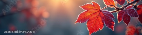 Close up of frost covered autumn leaves, glistening in sunlight, sunlight, frost