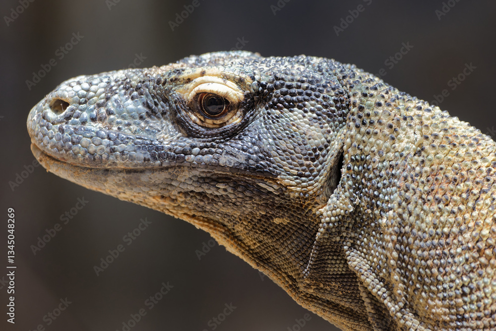 Fototapeta premium Venomous Attraction