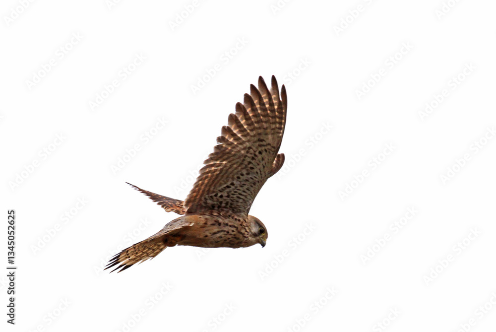Fototapeta premium Gheppio (Falco tinnunculus) in volo sul suo terreno di caccia