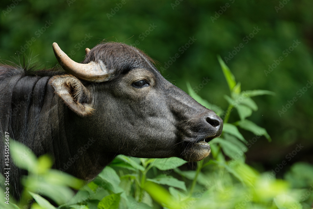 Mark Buffalo Mark Buffalo