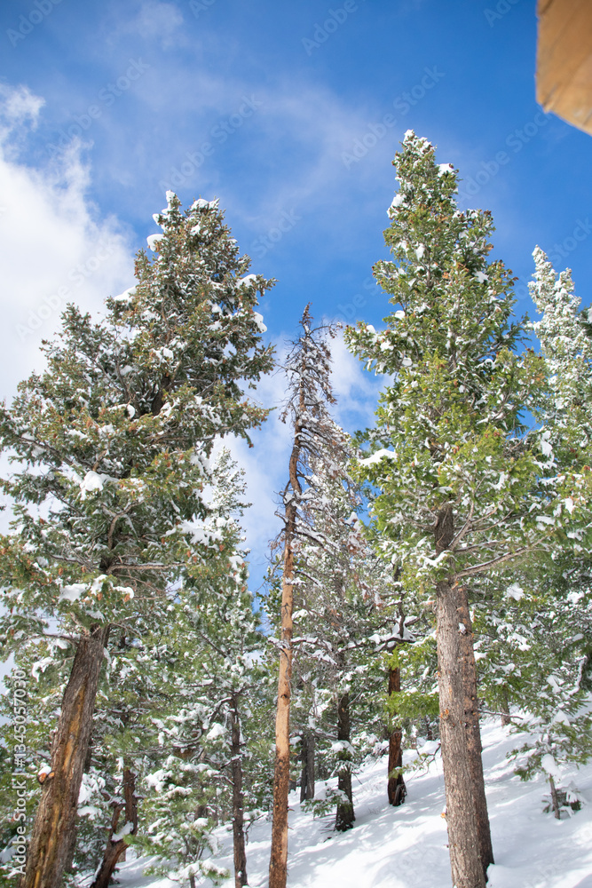 Fototapeta premium snow on the pines