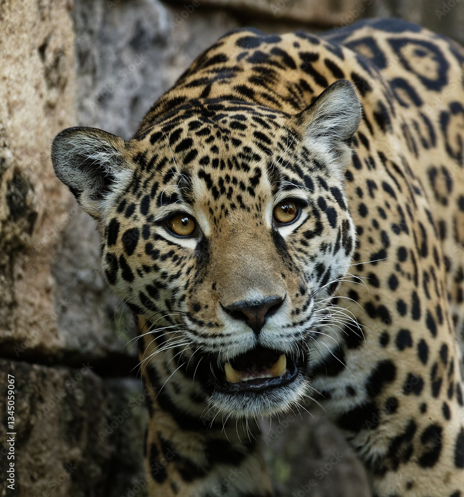 Naklejka premium Jaguar