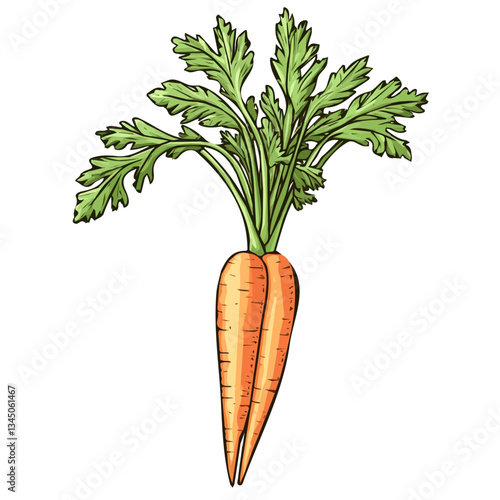 Hand-drawn painting of colorful Carrot Greens. Trendy abstract minimal style. Natural fresh. Vector illustration isolated on white background, vector illustration, Eps
