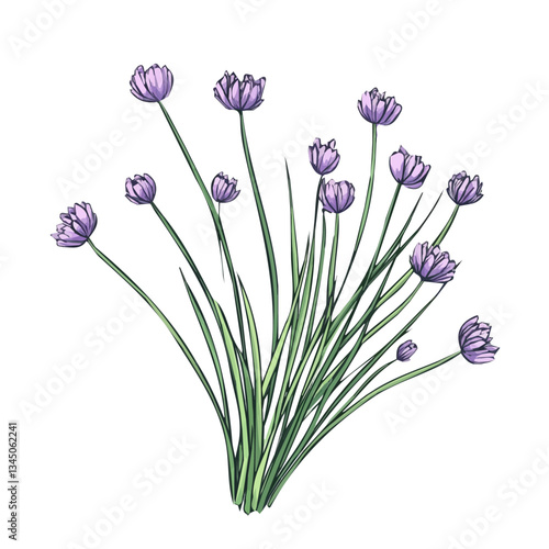Hand-drawn painting of colorful Chives branch flower. Trendy abstract minimal style. Natural fresh. Vector illustration isolated on white background, vector illustration, Eps