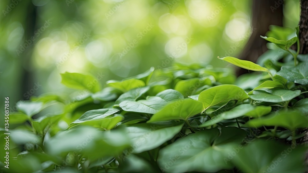 A panoramic view of lush green foliage. A panoramic view of lush green foliage.