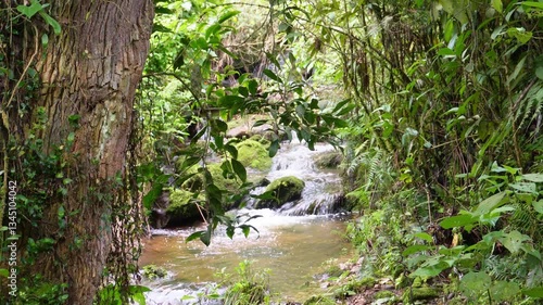 Río en medio de la jungla