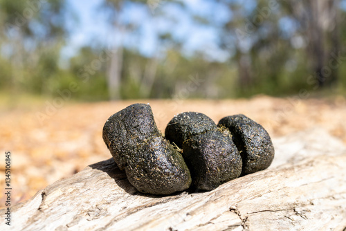 Australian Wombat qubed droppings placed on high area as a scent or territory marking