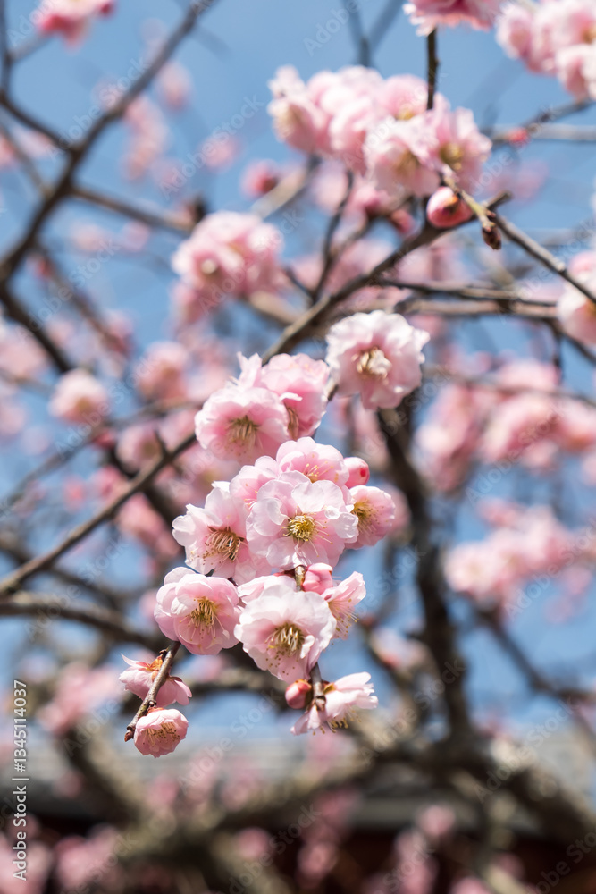 Pink cherry blossom in blooming. Sakura flower close up with blue sky background. Pink cherry blossom in blooming. Sakura flower close up with blue sky background.