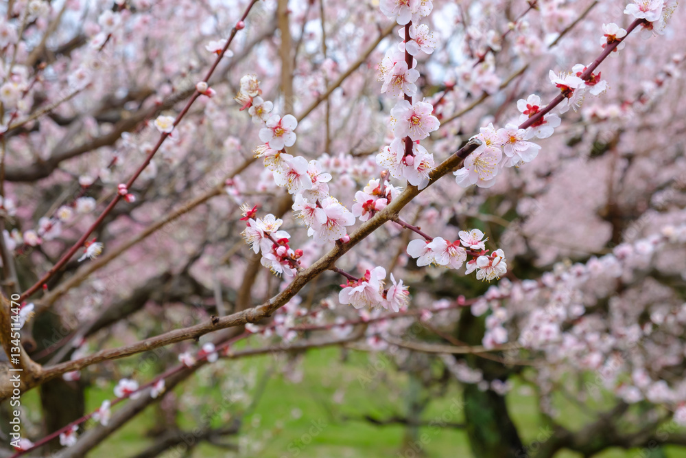 Pink cherry blossom flower branch. Beautiful Sakura flower in garden,Japan