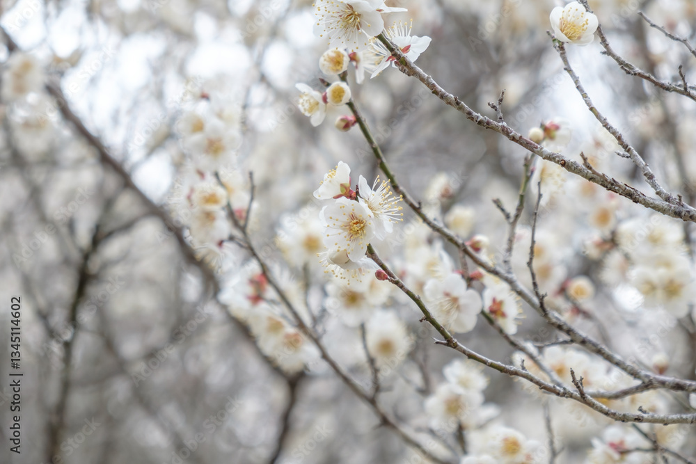 Spring blooming beautiful wild plum branch with white cherry blossom sakura flowers. Selective focus Spring blooming beautiful wild plum branch with white cherry blossom sakura flowers. Selective focus