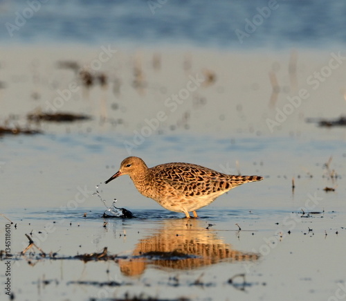 RUFF in the Beka reserve