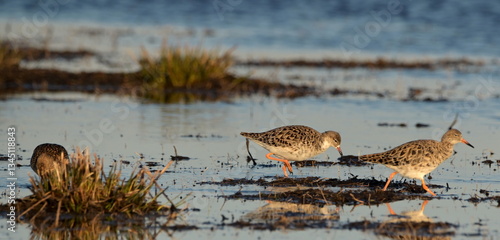 RUFF's in the Beka reserve