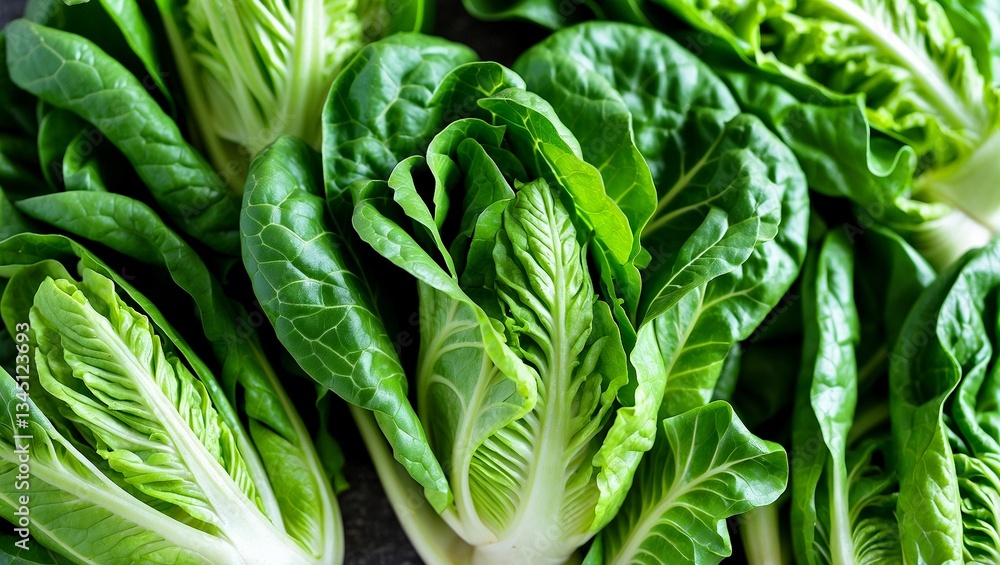 Fototapeta premium Fresh crisp romaine lettuce perfect for healthy salads