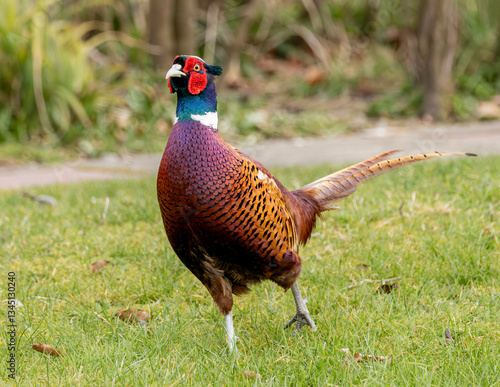 Wallpaper Mural pheasant male in the grass Torontodigital.ca